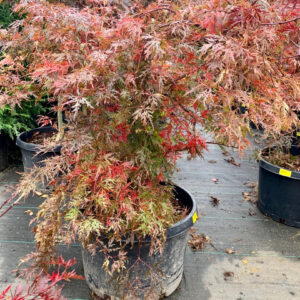 Japanese Maple (Acer palmatum 'Dissectum Ever Red')