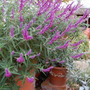 Mexican bush sage (Salvia leucantha)