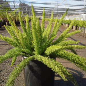 Myers Asparagus (Asparagus densiflorus "Myers")