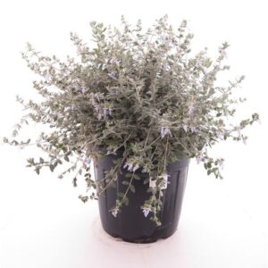 Grey leaf germander (Teucrium fruticans 'Grey Leaf')