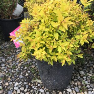 Gold Mound Spirea (Spiraea japonica 'Gold Mound')