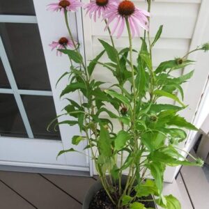 Cornflower (Centaurea cyanus)
