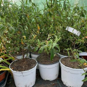 gum cistus (Cistus ladanifer)