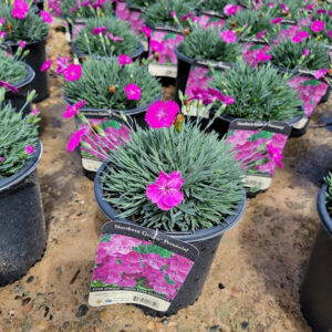 Neon Star (Dianthus)