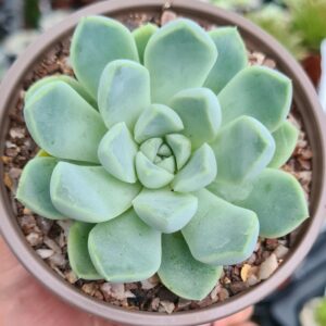 Ghost Echeveria (Echeveria elegans)
