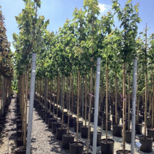 Red Maple 'Somerset' (Acer rubrum 'Somerset')