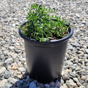 Twin Peaks Coyote Brush (Baccharis pilularis 'Twin Peaks')