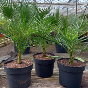 Canary Island date palm (Phoenix canariensis)