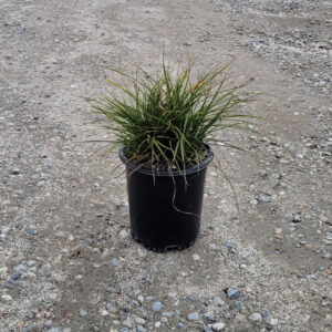 often called tumbling or creeping sedge (Carex tumulicola)