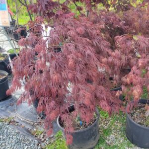 Weeping Japanese Maple (Acer palmatum 'Crimson Queen')