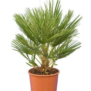 European fan palm (Chamaerops humilis)