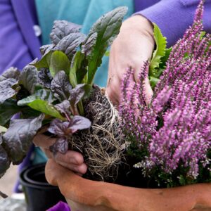Bronze Ajuga (Ajuga reptans)