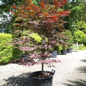 Bloodgood Japanese Maple (Acer palmatum 'Bloodgood')