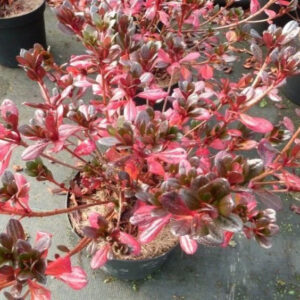 Hino Crimson Azalea (Rhododendron x azalea 'Hino Crimson')