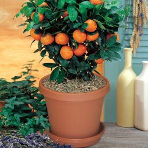 Valencia orange (Citrus sinensis)