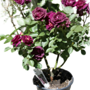 Iceberg Rose (Rosa iceberg)