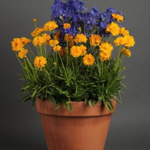 Plains Coreopsis (Coreopsis tinctoria)