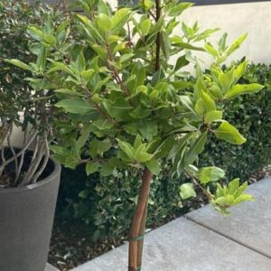 Madrone (Arbutus menziesii)