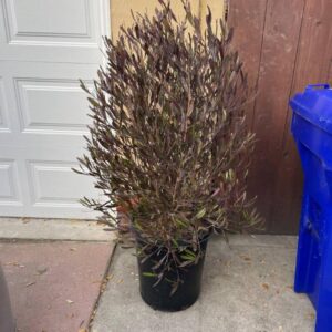 Hopseed Bush/Purple (Dodonaea viscosa)