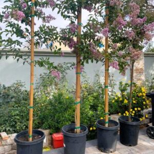Muskogee crepe myrtle (Lagerstroemia muskogee)