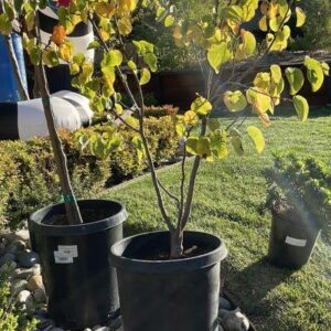 Western Redbud (Cercis occidentalis)