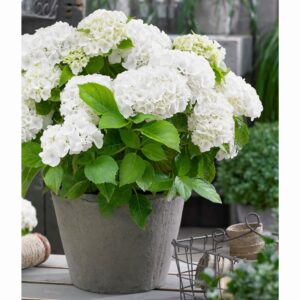 Bigleaf hydrangea (Hydrangea macrophylla)