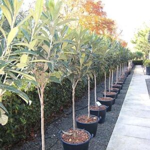 loquat (Eriobotrya deflexa)