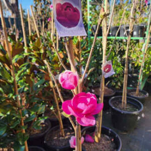 Black Tulip Magnolia (Magnolia denudata)