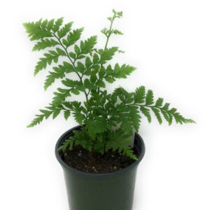 Southern maidenhair fern (Rumohra adiantiformis)