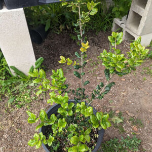 Coast Live Oak (Quercus agrifolia)