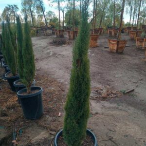 Italian Cypress (Cupressus sempervirens 'Tiny Tower')