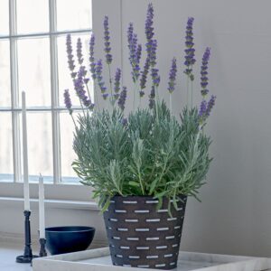 Goodwin Creek Gray Lavender (Lavandula Goodwin Creek Gray)
