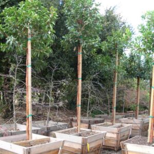 Strawberry Tree (Arbutus unedo)