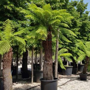 Tasmanian Tree Fern (Dicksonia antarctica)
