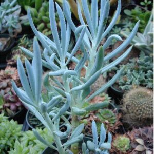 Serpens Blue Pickle Plant (Acanthosaura capitata)