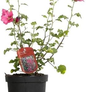 Mallow (Lavatera Barnsley)