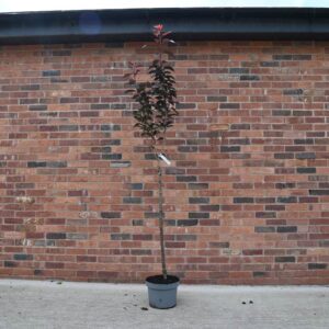 Royal Burgundy cherry (Prunus serrulata 'Royal Burgundy')