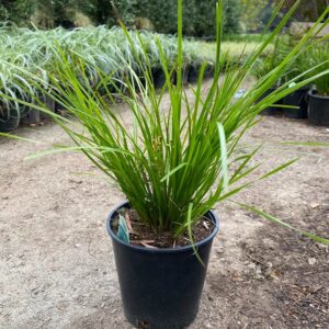 L Breeze (Lomandra longifolia)