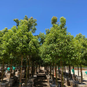 camphor tree (Cinnamomum camphora)