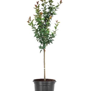 Robinson (Malus domestica)