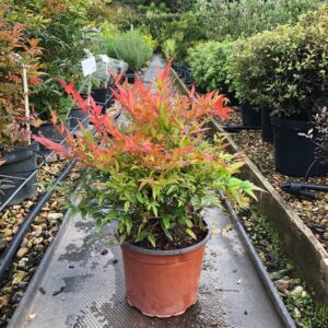 Gulfstream Nandina (Nandina domestica 'Gulfstream')