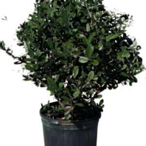 Pineapple Guava (Feijoa sellowiana)