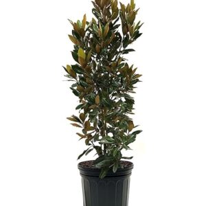 Timeless Beauty Magnolia (Magnolia 'Timeless Beauty')