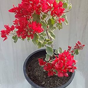 Bougainvillea Red (Bougainvillea spectabilis)