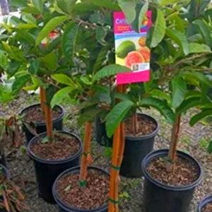 pink guava (Psidium guajava)