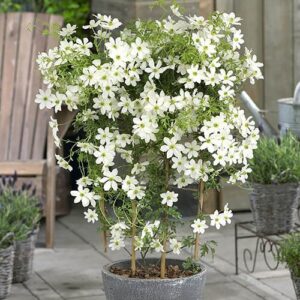 Evergreen Clematis (Clematis armandii)