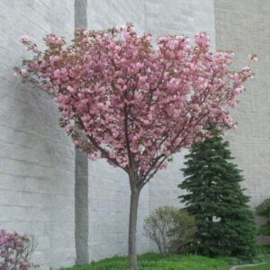 Kwanzan cherry (Prunus serrulata 'Kanzan')