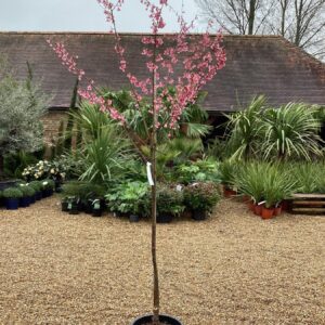 Kwanzan cherry (Prunus serrulata)