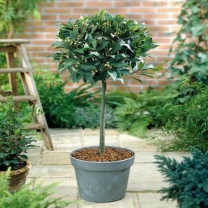 bay laurel (Laurus nobilis)
