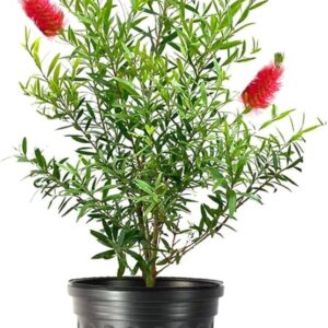 Lemon Bottlebrush (Callistemon citrinus)
